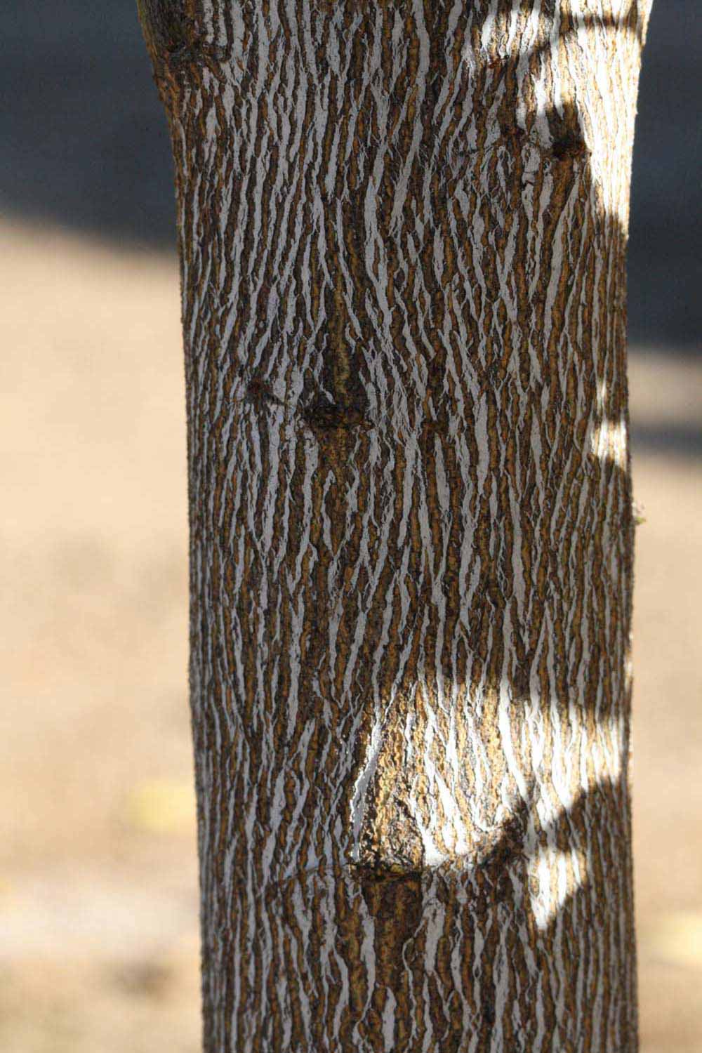            Bark (Riverside, CA)   